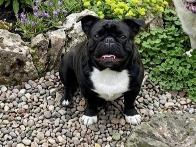 1 French Bulldog and 1 French Bulldog x Husky dog in Laois need rehoming