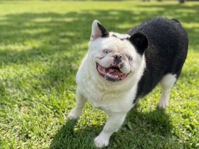 1 French Bulldog and 1 French Bulldog x Husky dog in Laois need rehoming