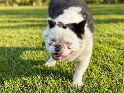 1 French Bulldog and 1 French Bulldog x Husky dog in Laois need rehoming