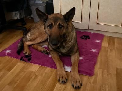 Female German Shepherd for sale