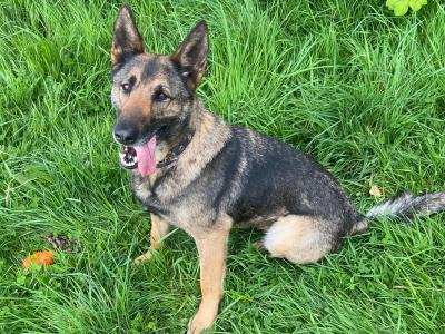 Female German Shepherd 2½ years old for sale in Tipperary