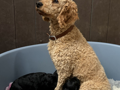 Border Collie x Cockapoo puppies for sale in Kilkenny