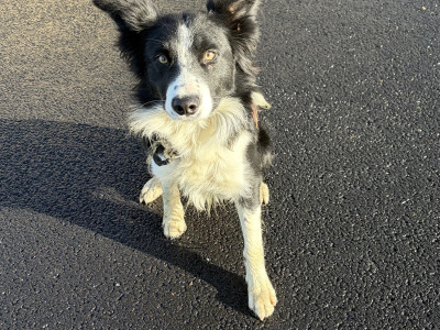Border Collie x Cockapoo puppies for sale in Kilkenny