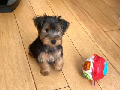 Purebred Yorkshire Terrier puppies ❤️ in Meath