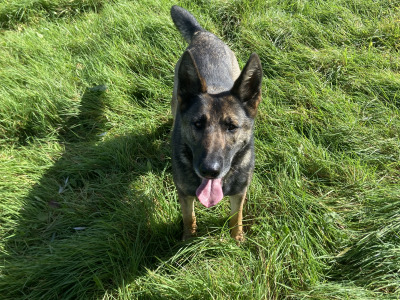 Female German Shepherd for sale