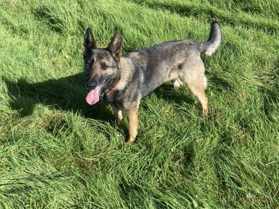 Female German Shepherd for sale