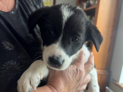 Quality Purebred Border Collie puppies in Longford