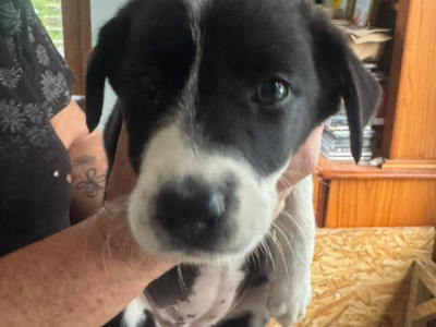 Quality Purebred Border Collie puppies in Longford