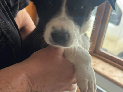 Quality Purebred Border Collie puppies in Longford