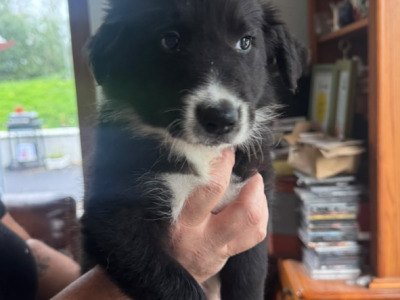 Quality Purebred Border Collie puppies in Longford