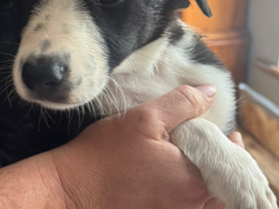 Quality Purebred Border Collie puppies in Longford
