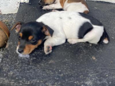 Female Jack Russell 16 months old in Galway