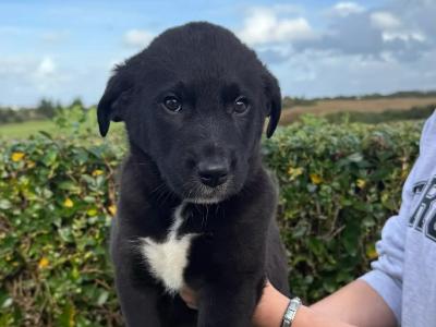 Golden Labrador x Border Collie puppies in Donegal