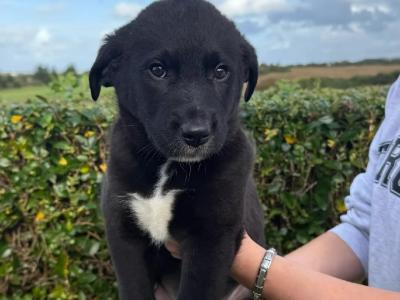 Golden Labrador x Border Collie puppies in Donegal