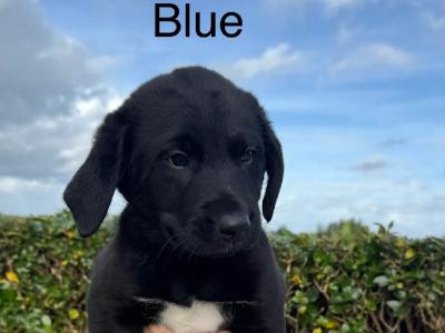 Golden Labrador x Border Collie puppies in Donegal
