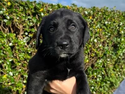 Golden Labrador x Border Collie puppies in Donegal