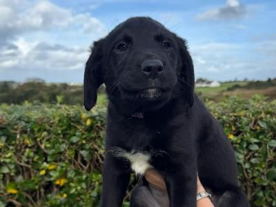 Golden Labrador x Border Collie puppies in Donegal