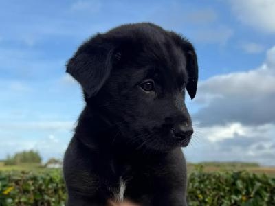 Golden Labrador x Border Collie puppies in Donegal