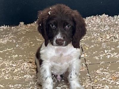 IKC Registered Springer Spaniel puppies for sale in Offaly