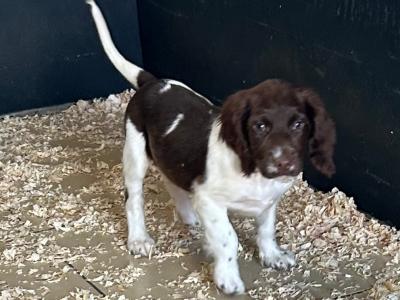 IKC Registered Springer Spaniel puppies for sale in Offaly