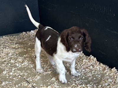 IKC Registered Springer Spaniel puppies for sale in Offaly