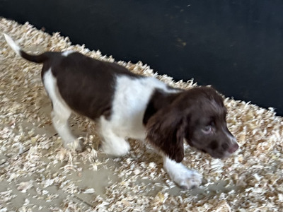 IKC Registered Springer Spaniel puppies for sale in Offaly