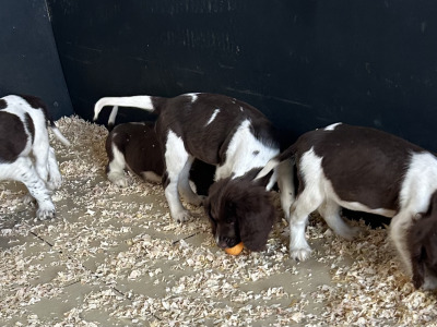IKC Registered Springer Spaniel puppies for sale in Offaly