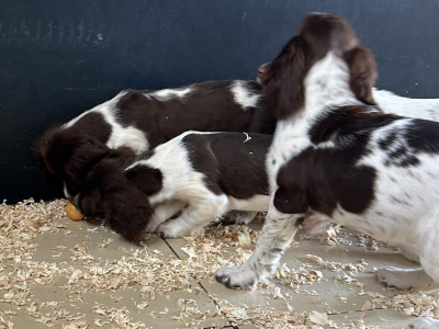 IKC Registered Springer Spaniel puppies for sale in Offaly