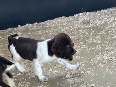 IKC Registered Springer Spaniel puppies for sale in Offaly