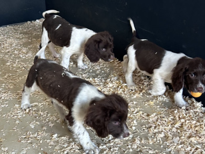 IKC Registered Springer Spaniel puppies for sale in Offaly