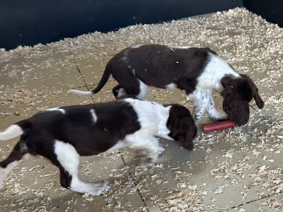 IKC Registered Springer Spaniel puppies for sale in Offaly