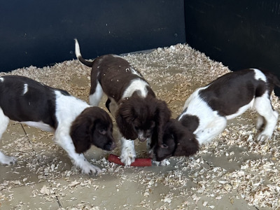 IKC Registered Springer Spaniel puppies for sale in Offaly