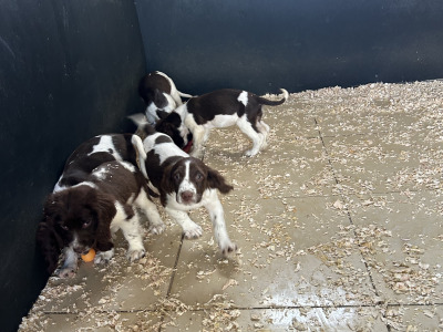IKC Registered Springer Spaniel puppies for sale in Offaly