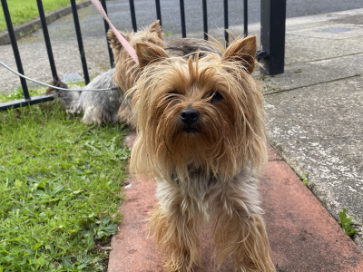 Two female Yorkshire Terriers 2½ years old in Louth