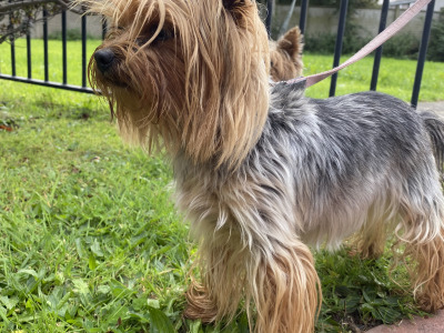 Two female Yorkshire Terriers 2½ years old in Louth