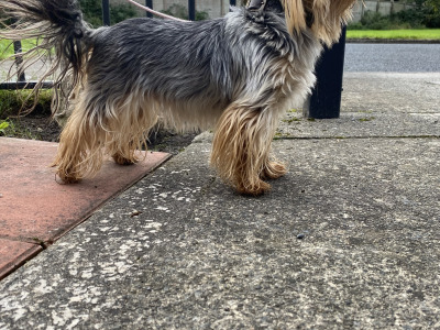 Two female Yorkshire Terriers 2½ years old in Louth