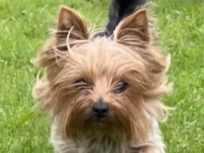 Two female Yorkshire Terriers 2½ years old in Louth