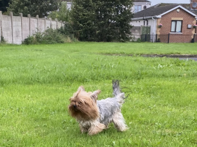 Two female Yorkshire Terriers 2½ years old in Louth