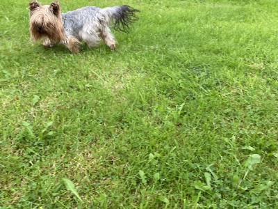 Two female Yorkshire Terriers 2½ years old in Louth