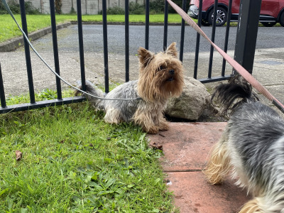 Two female Yorkshire Terriers 2½ years old in Louth