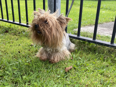 Two female Yorkshire Terriers 2½ years old in Louth