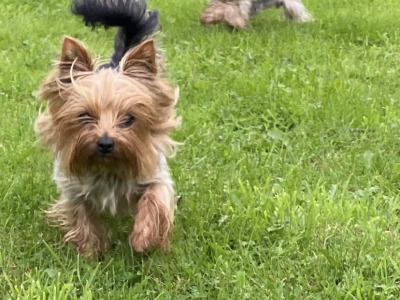 Two female Yorkshire Terriers 2½ years old in Louth