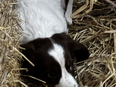 Springer Spaniel puppies in Wexford