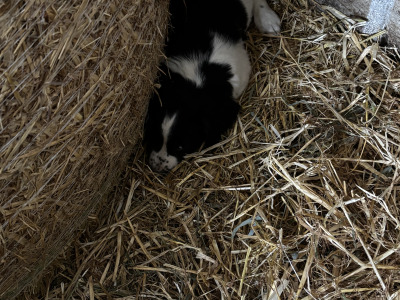 Springer Spaniel puppies in Wexford