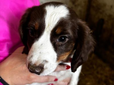Springer Spaniel puppies in Wexford