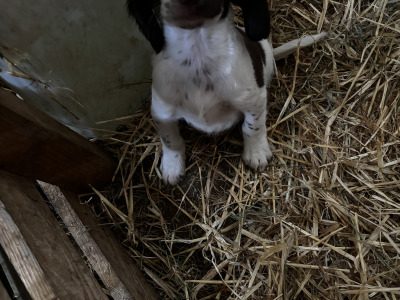 Springer Spaniel puppies in Wexford