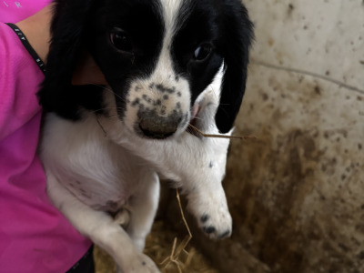 Springer Spaniel puppies in Wexford