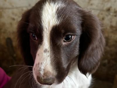 Springer Spaniel puppies in Wexford