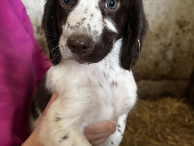 Springer Spaniel puppies in Wexford