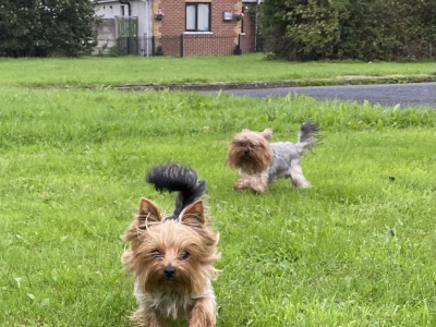 Two female Yorkshire Terriers 2½ years old in Louth